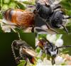 Sphecodes sp.